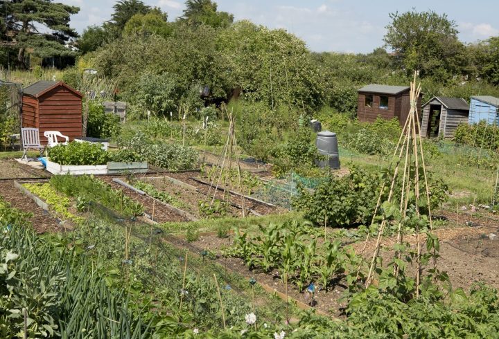 Allotments